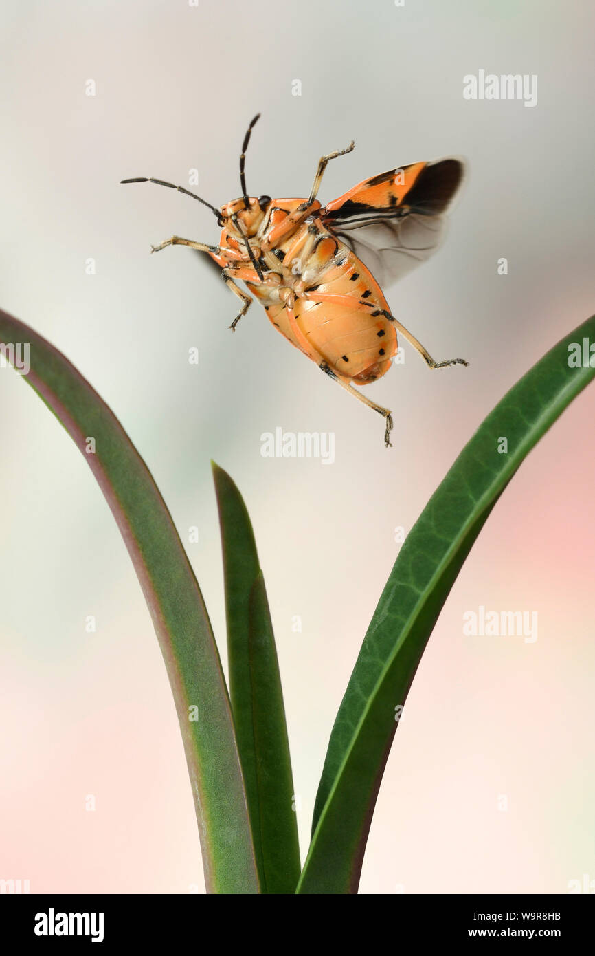 Schmuckwanze, (Eurydema ornata), Kreuzblaettrige Wolfsmich, Deutschland, Europa Foto Stock