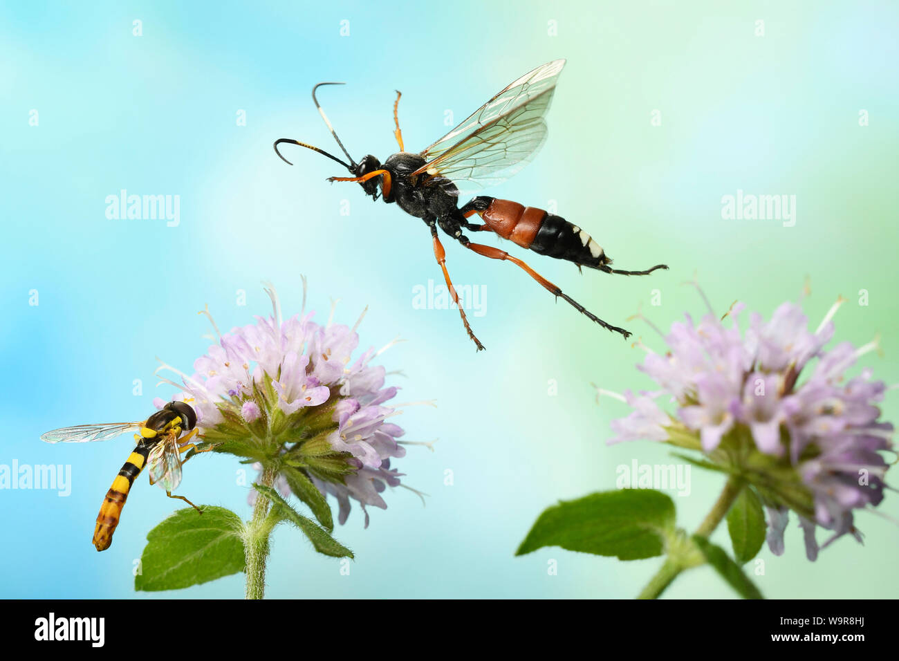 Schlupfwespe, (Ichneumon sramentarius), Wasserminze, (Mentha aquatica), Gewoehnliche Langbauchschwebfliege, (Sphaerophoria scripta), Deutschland Foto Stock