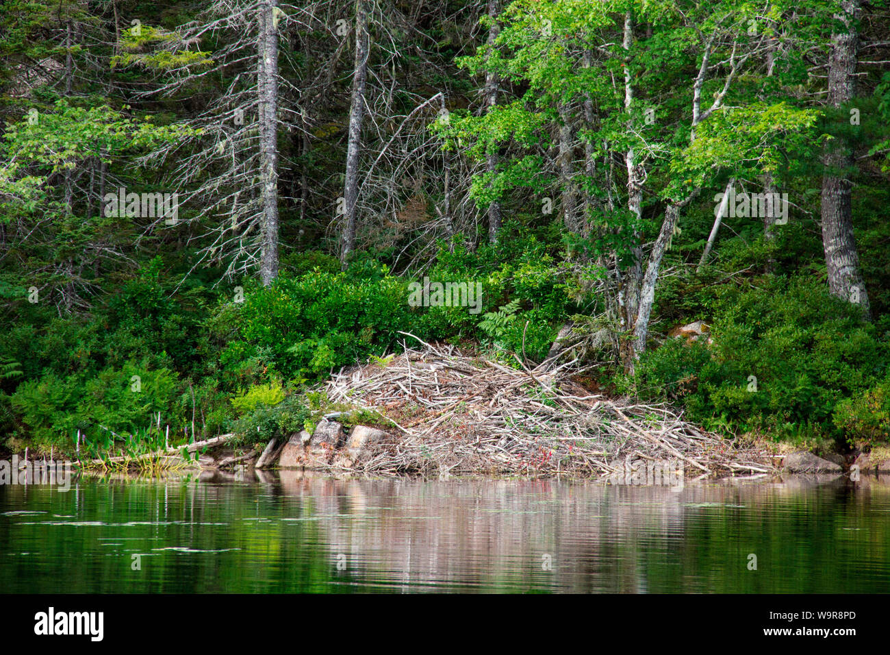 Il castello di castoro, parte inferiore sabbiosa Lago, West Springhill, Nova Scotia, Canada Foto Stock