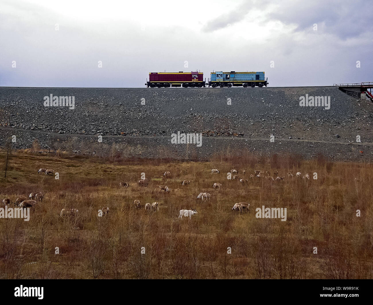 Le renne pascolano nei pressi della stazione. Locomotiva Diesel sulla ferrovia Foto Stock