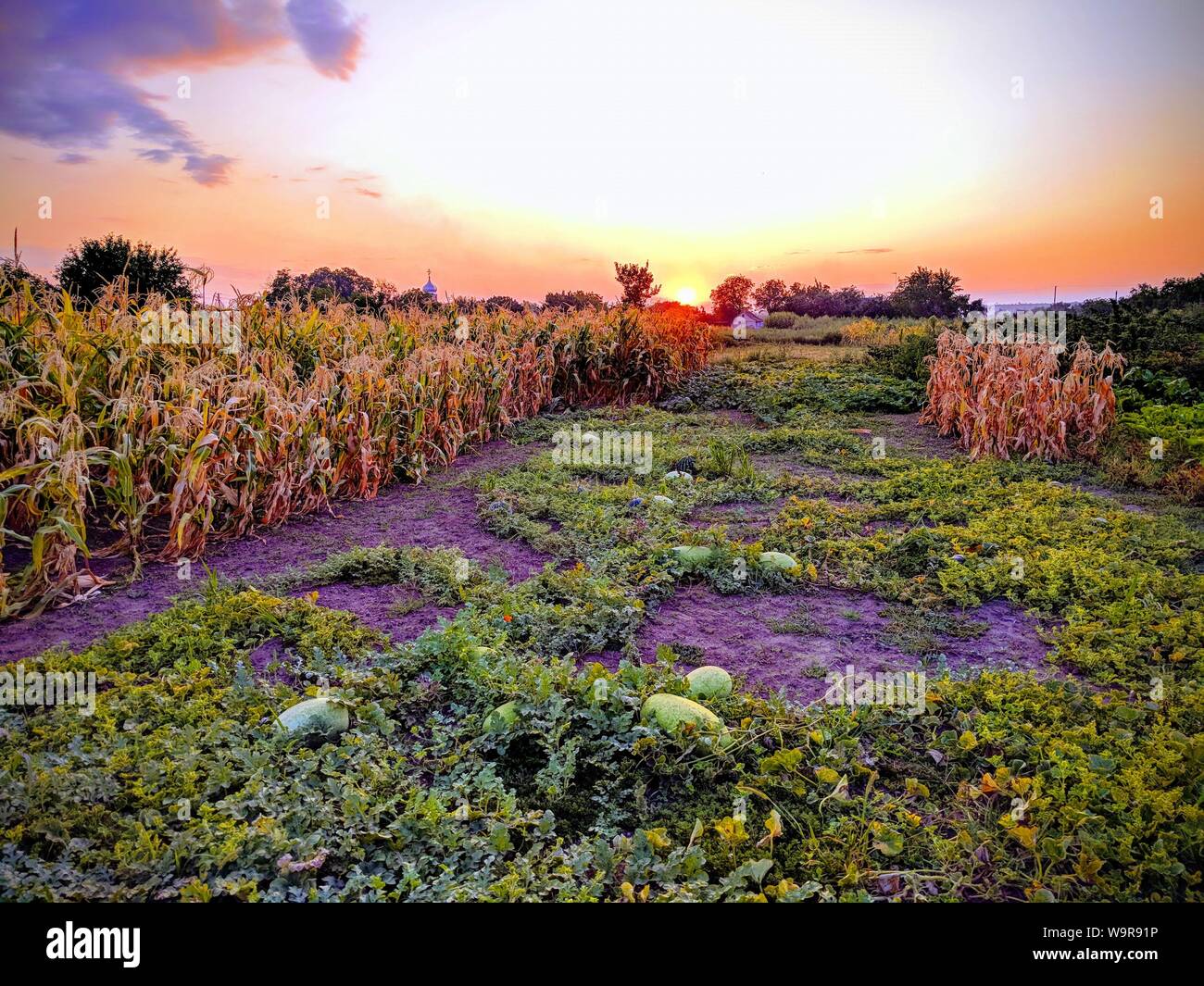 Vista serale del giardino colorato in giallo-viola toni. Foto Stock