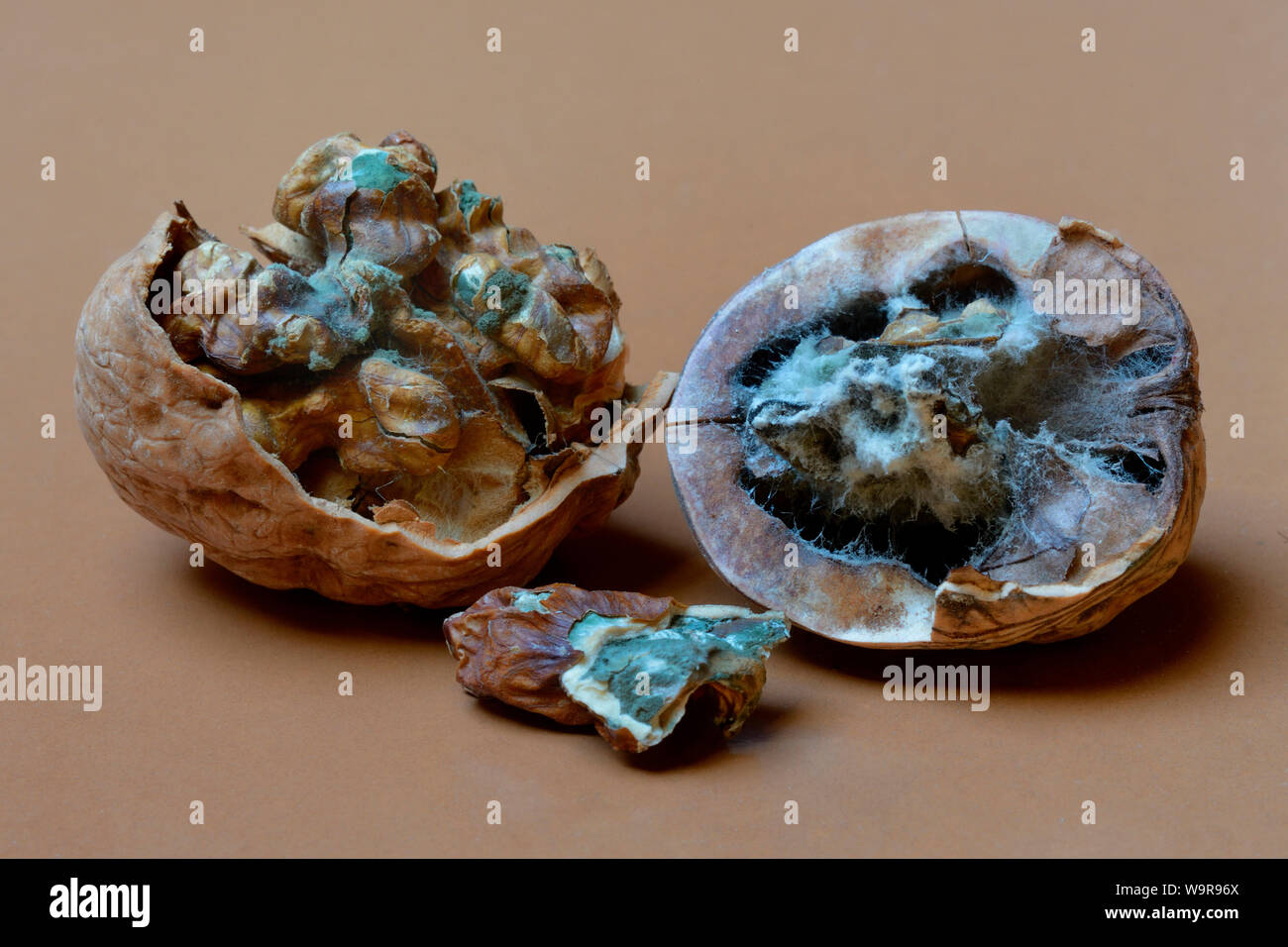 Noci di muffa, Juglans regia Foto Stock