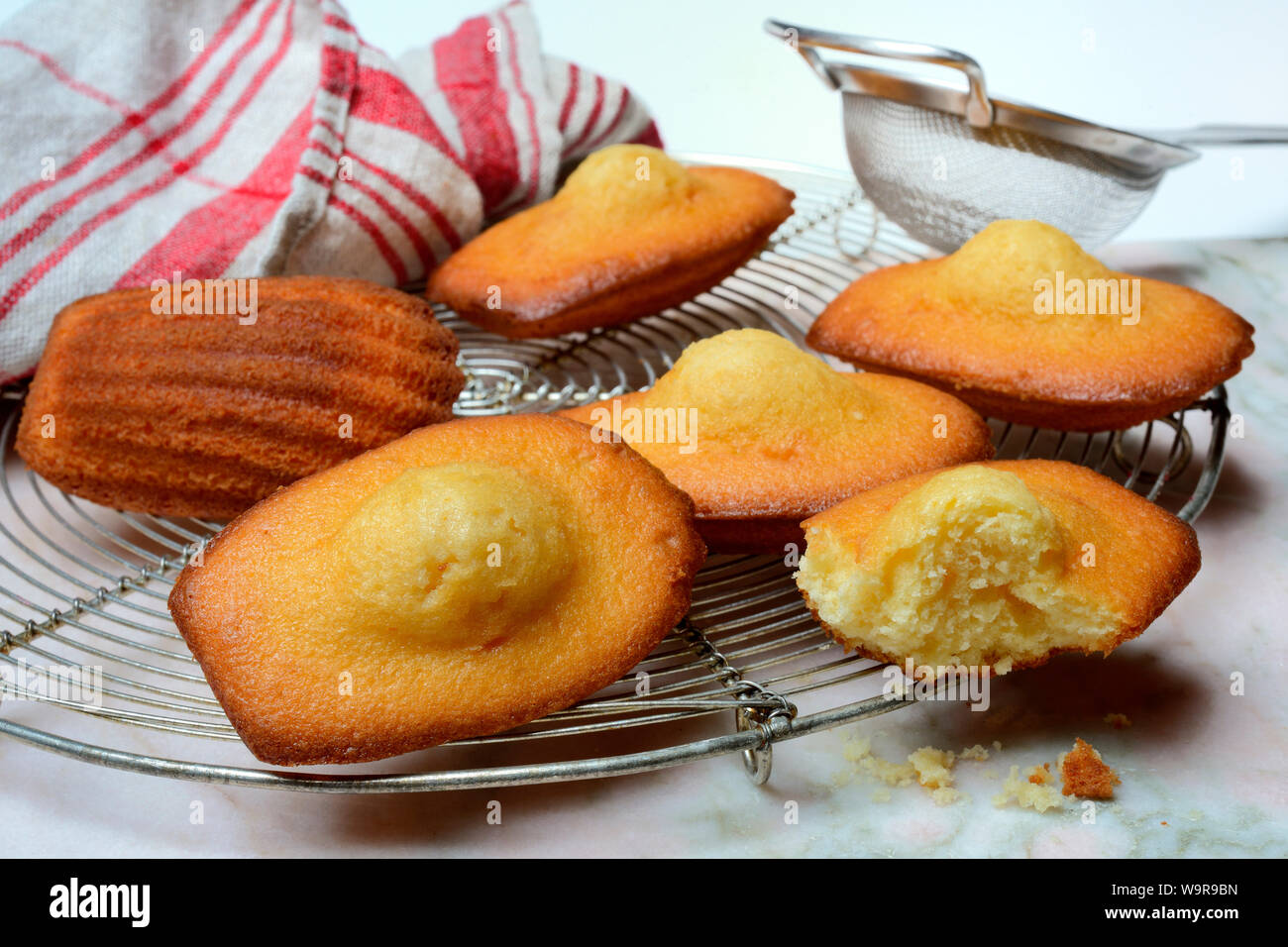 Madeleines auf Kuchengitter Foto Stock