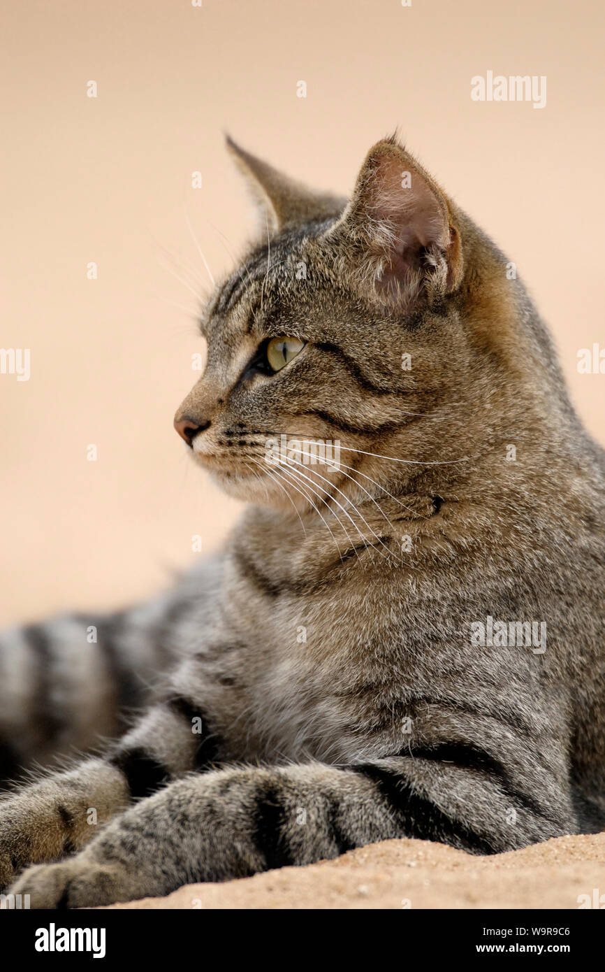 Il gatto domestico, tabby gatto femmina in sabbia Foto Stock