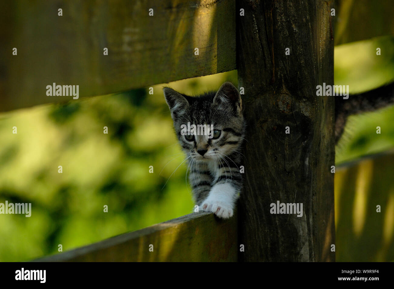 Il gatto domestico, tabby kitten camminando sulla recinzione di legno Foto Stock