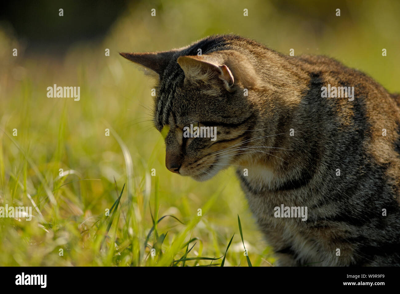 Il gatto domestico, tabby tomcat su prato Foto Stock