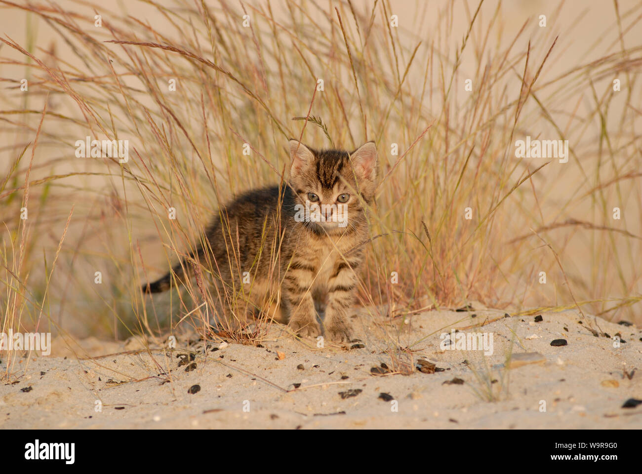 Il gatto domestico, tabby kitten tra erba Foto Stock