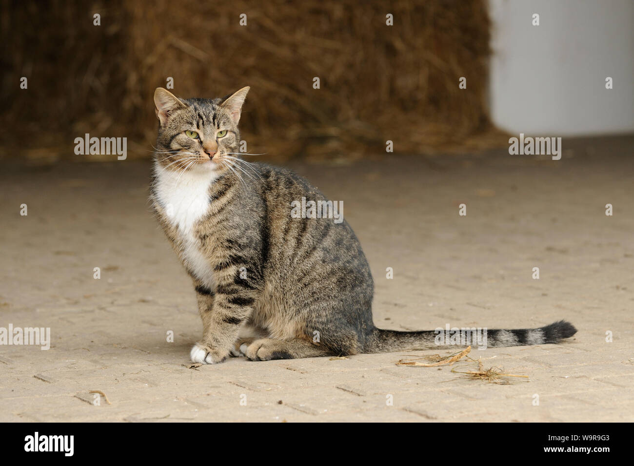 Il gatto domestico, femmina tabby cat in entrata stabile Foto Stock