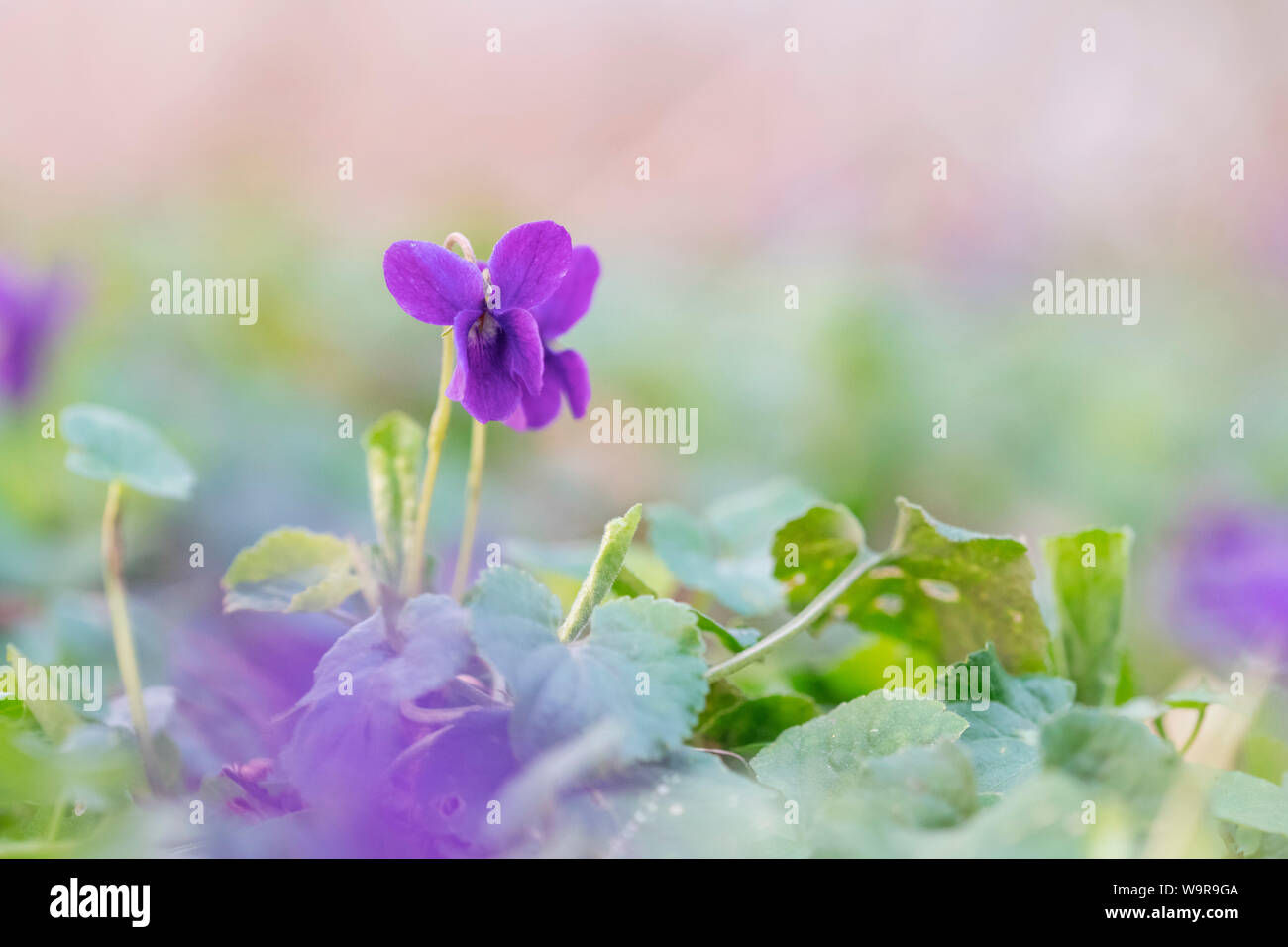 Legno violetta, Velbert, Renania settentrionale-Vestfalia, Europa (Viola odorata) Foto Stock