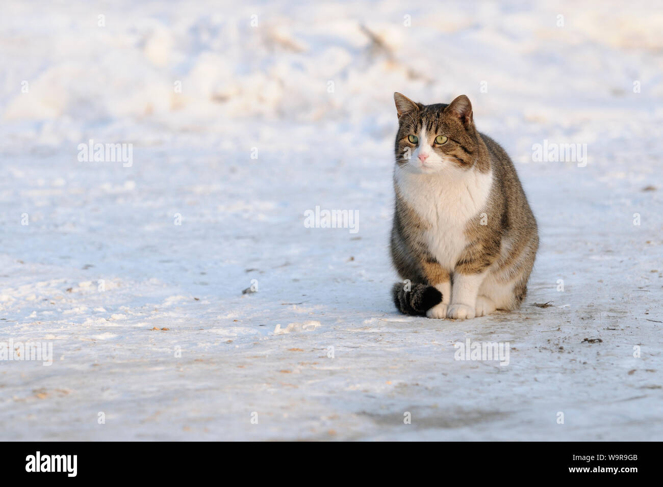 Domestico gatto femmina nella neve Foto Stock