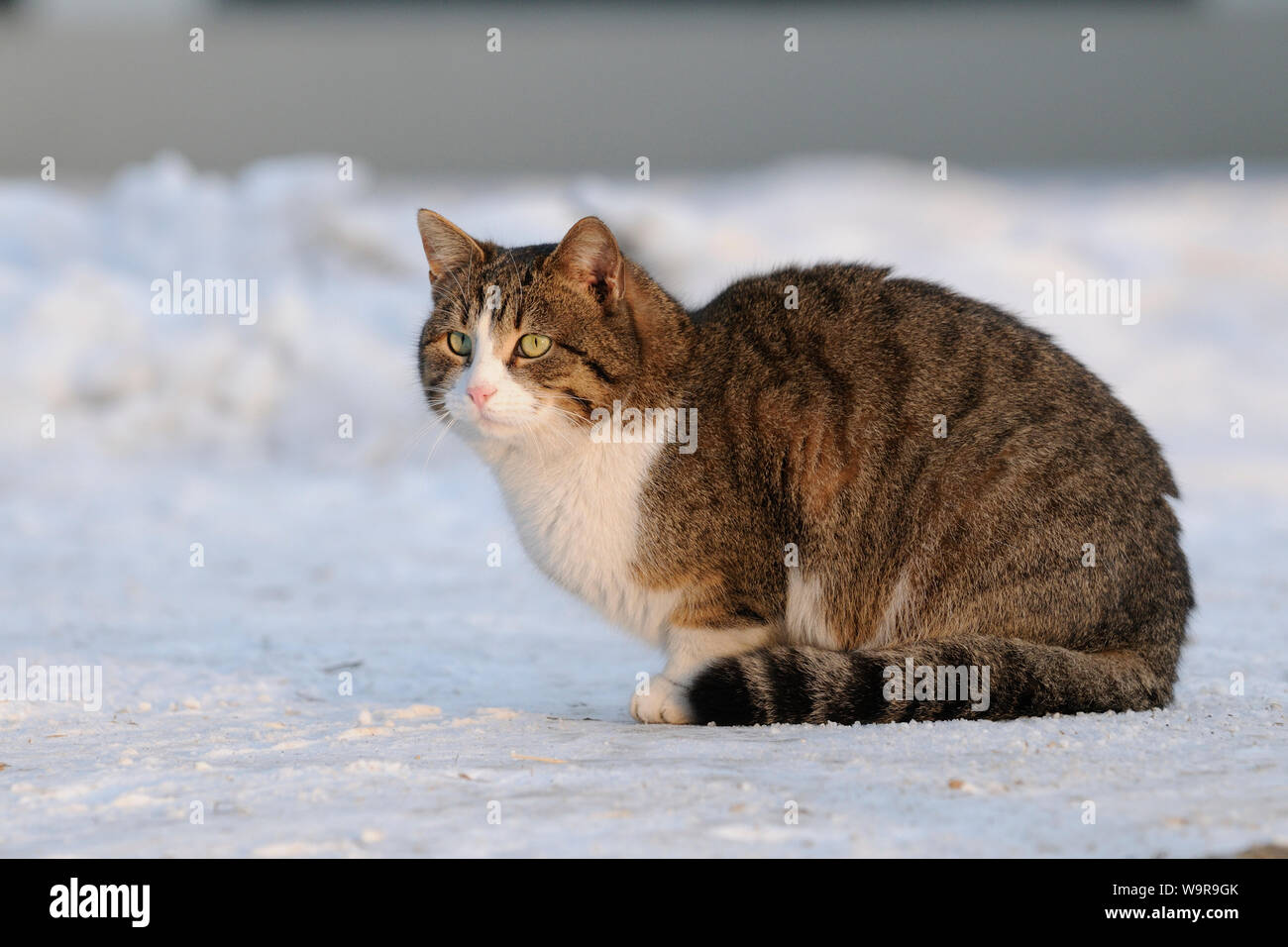 Domestico gatto femmina nella neve Foto Stock