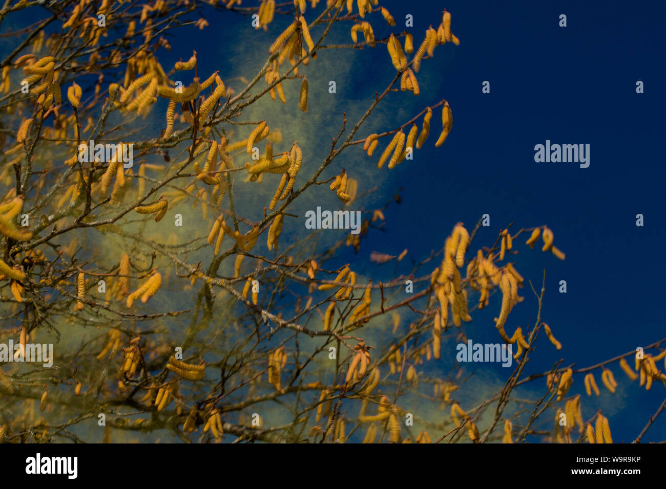 Comune di nocciolo (Corylus avellana) Foto Stock