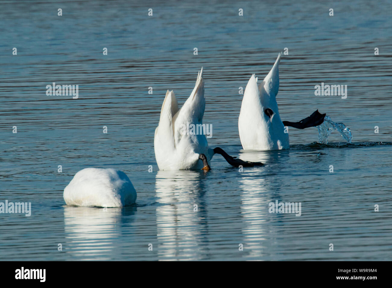 Cigni, (Cygnus olor) Foto Stock