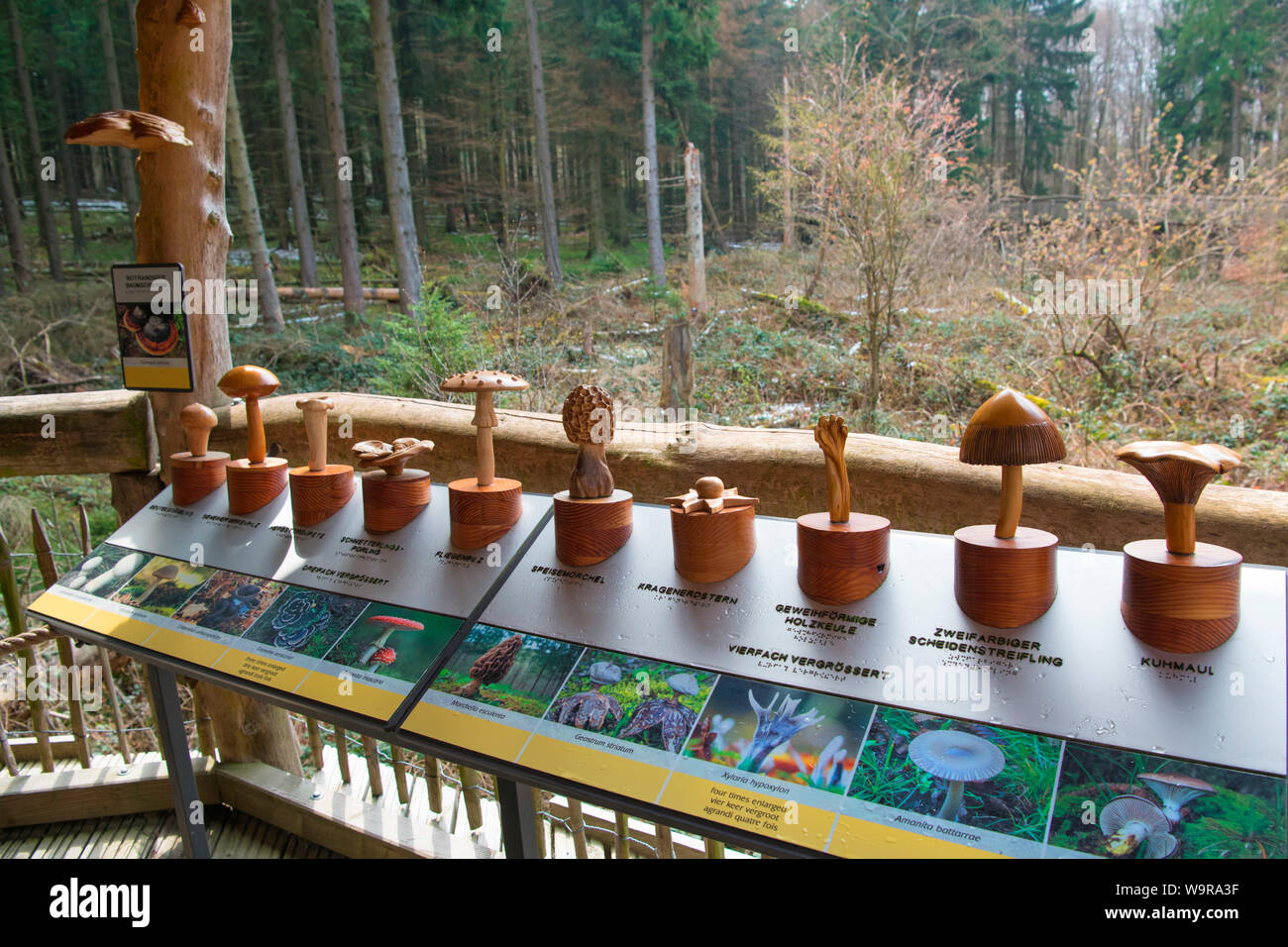 Modelli di funghi, natura sentiero di scoperta, parco nazionale dell'Eifel, nella Renania settentrionale-Vestfalia, Germania, Europa Foto Stock