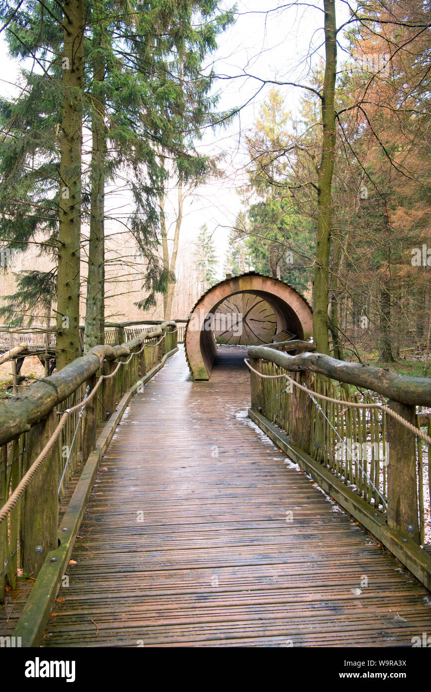 Barriera-natura libero sentiero di scoperta, parco nazionale dell'Eifel, nella Renania settentrionale-Vestfalia, Germania, Europa Foto Stock