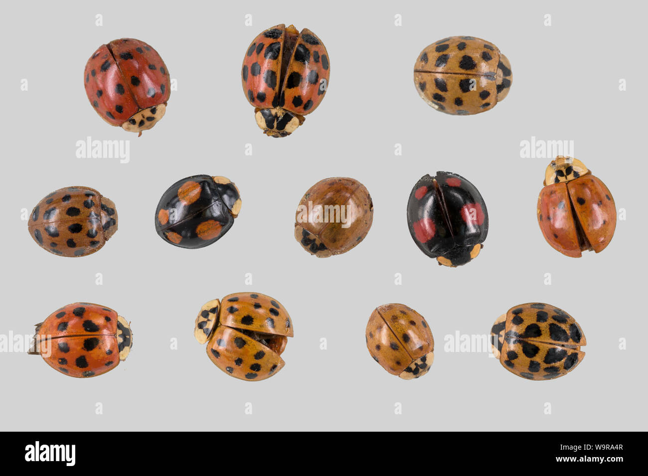 Ladybeetles asiatici, arlecchino ladybeetle, multicolore ladybeetle asiatici, parco naturale Munden, Bassa Sassonia, Germania (Harmonia axyridis) Foto Stock