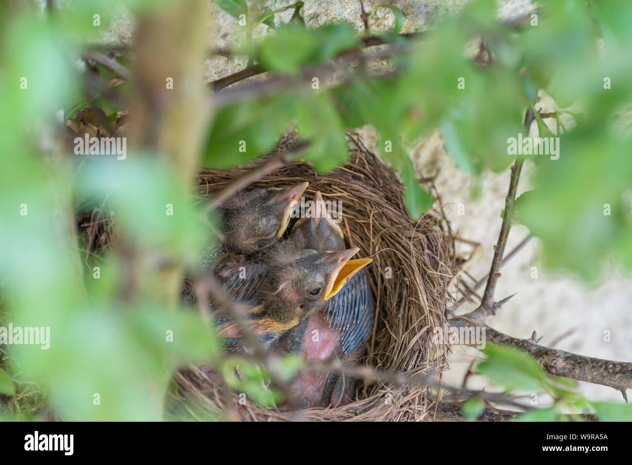 Merlo nido, nidiacei, comune Merlo, Eurasian merlo, Bassa Sassonia, Germania, (Turdus merula) Foto Stock