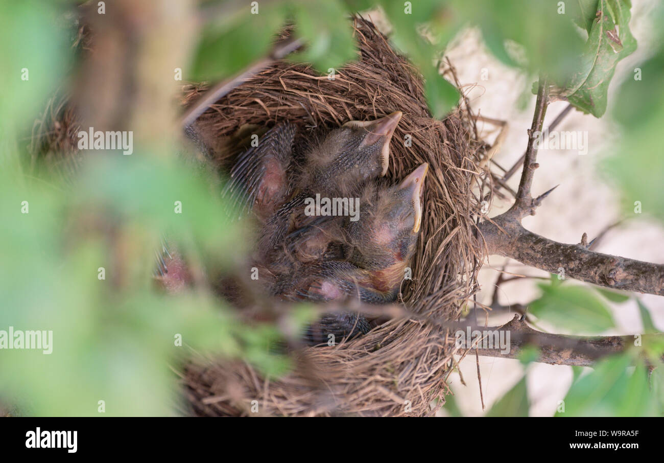 Merlo nido, nidiacei, comune Merlo, Eurasian merlo, Bassa Sassonia, Germania, (Turdus merula) Foto Stock