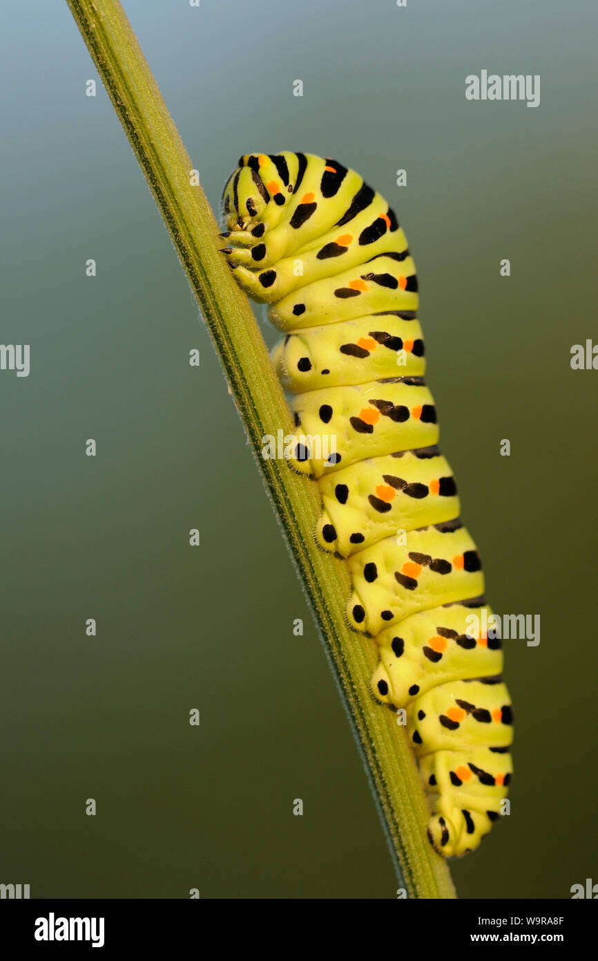 A coda di rondine, Caterpillar, Papilio machaon Foto Stock
