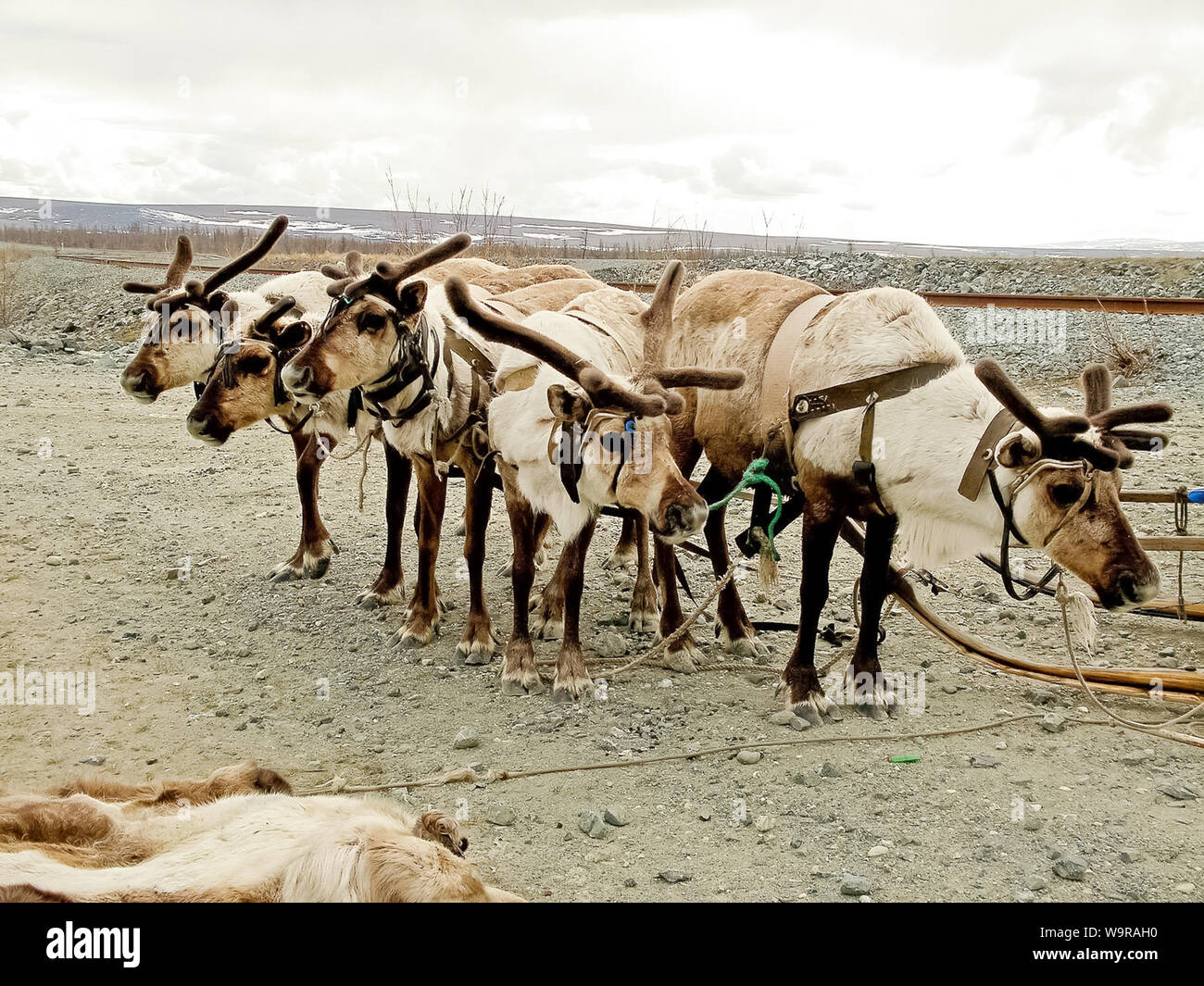 Renne nella tundra. Pascoli per cervi. Allevamento di renne Foto Stock