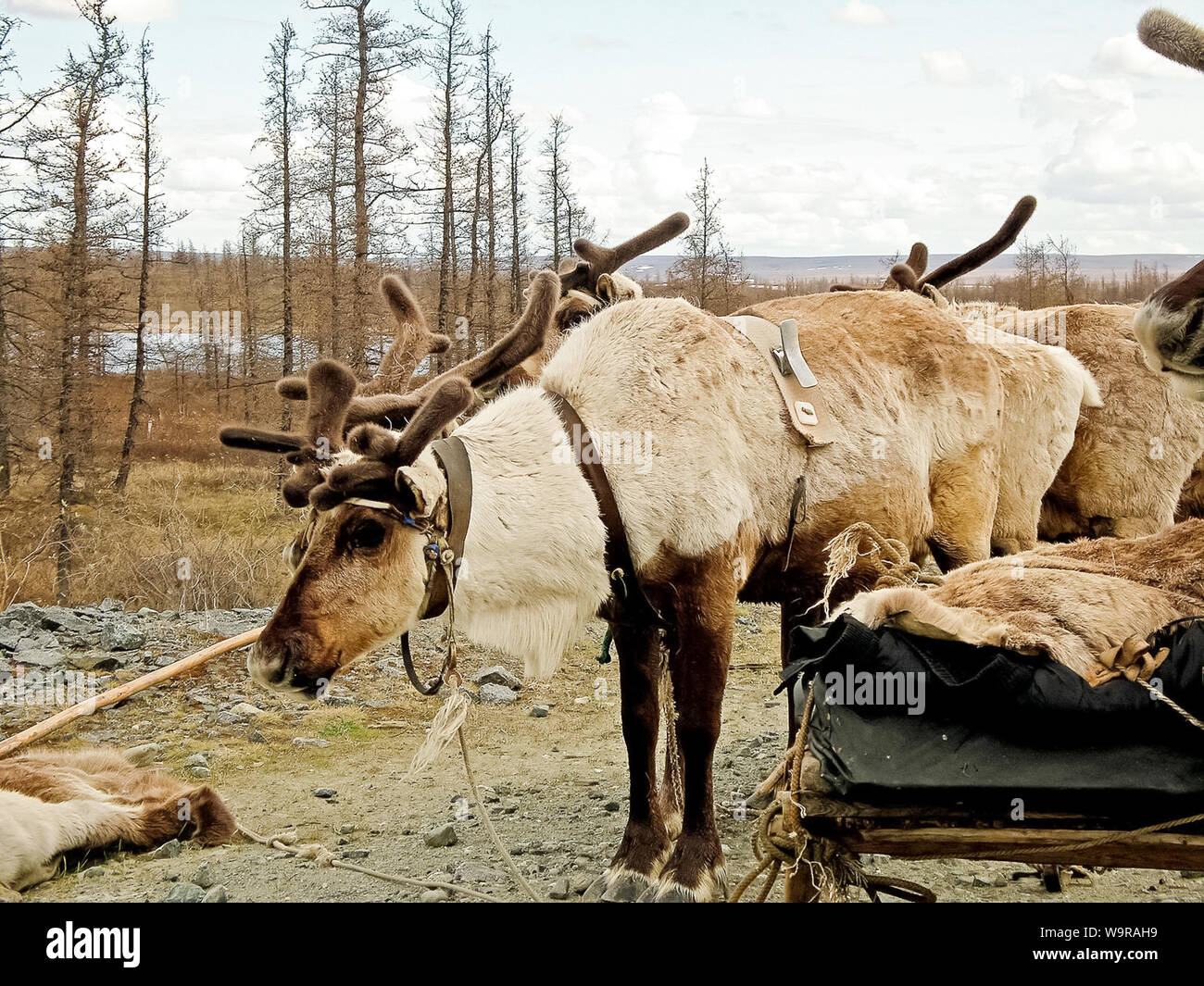 Renne nella tundra. Pascoli per cervi. Allevamento di renne Foto Stock