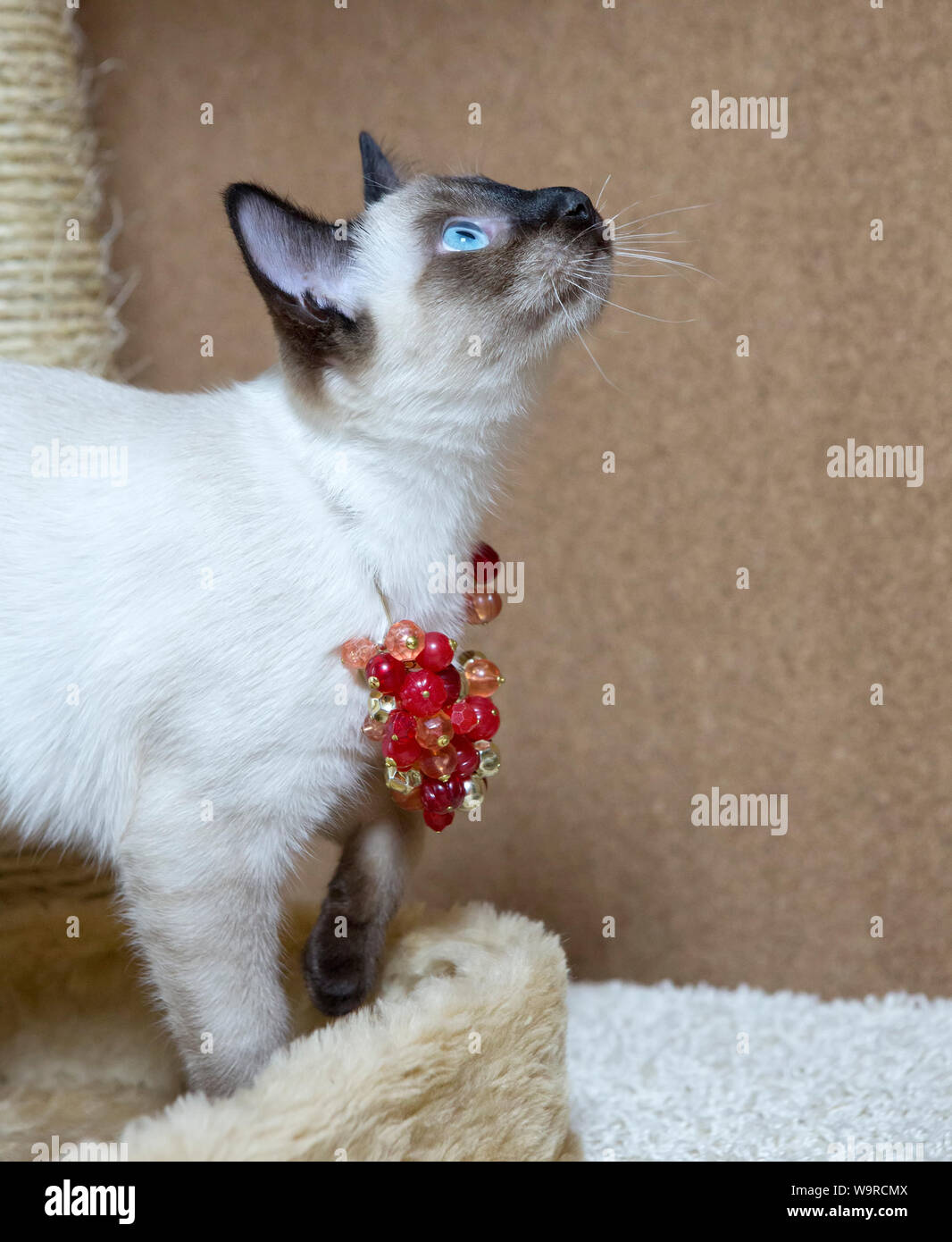 Razza Thai gattino con perle rosso sul suo collo guarda attentamente fino Foto Stock