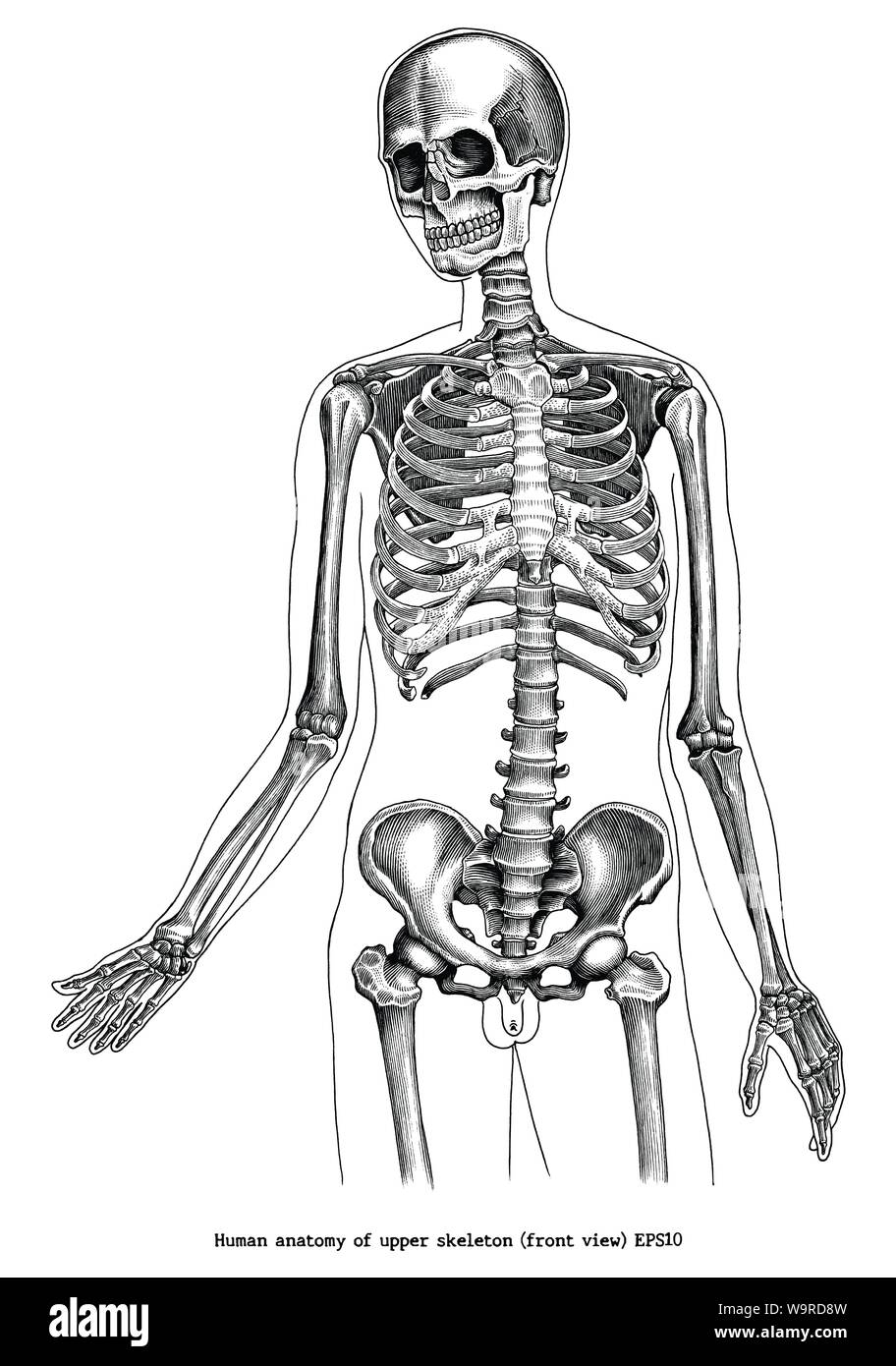 Incisione Antica illustrazione di anatomia umana di scheletro superiore (vista frontale) in bianco e nero di clipart isolati su sfondo bianco Illustrazione Vettoriale