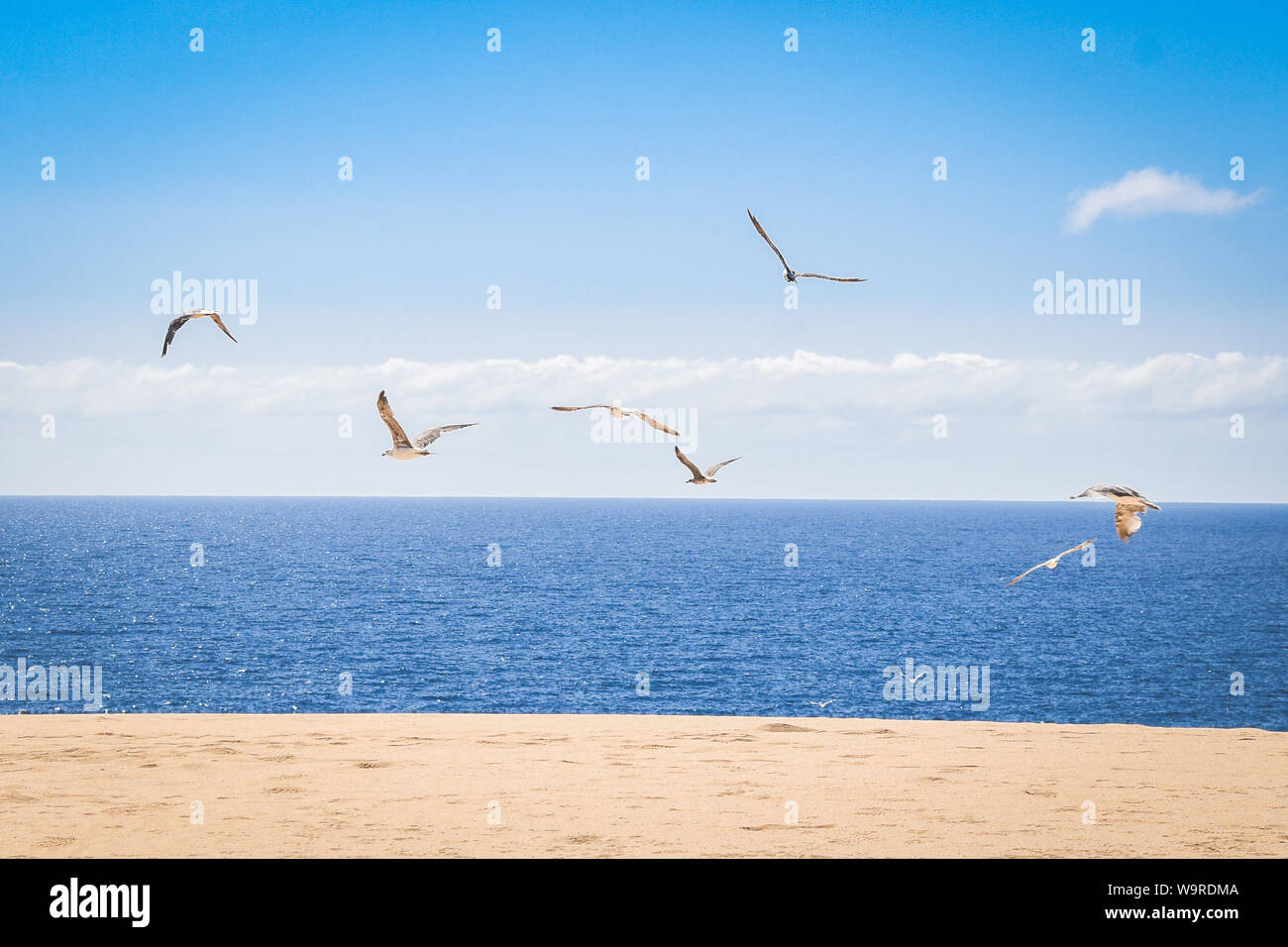 Paesaggio naturale con gli uccelli volare sopra le dune, cielo blu con nuvole nei pressi di El Corralejo Fuerteventura Isole Canarie. Estate vacanze esotici postcar Foto Stock