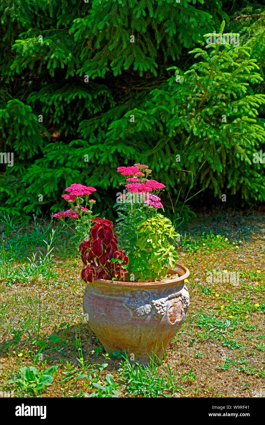 Örség, Wächterregion, Tonkübel, Blumentopf, Blumen Foto Stock