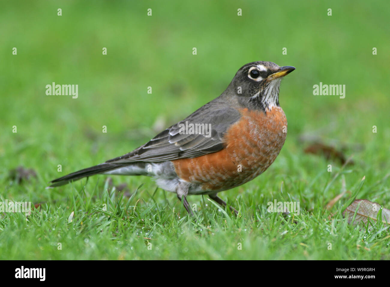 American Robin (Turdus migratorius) Foto Stock