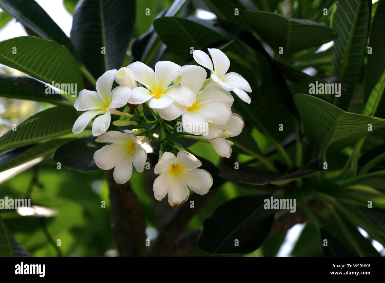 Plumeria fiori sono blooming sulla parte superiore. White plumeria sono fiori che sbocciano. Foto Stock
