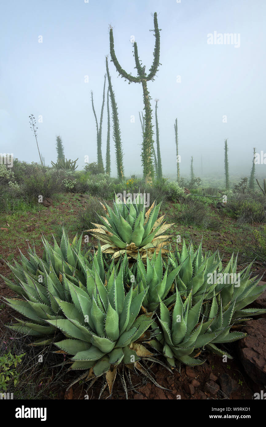 America Centrale, Messico, messicano, Baja, Baja California, Norte, Boojum Tree, Fouquieria columnaris, Cirio nella nebbia.Caption locale *** Foto Stock