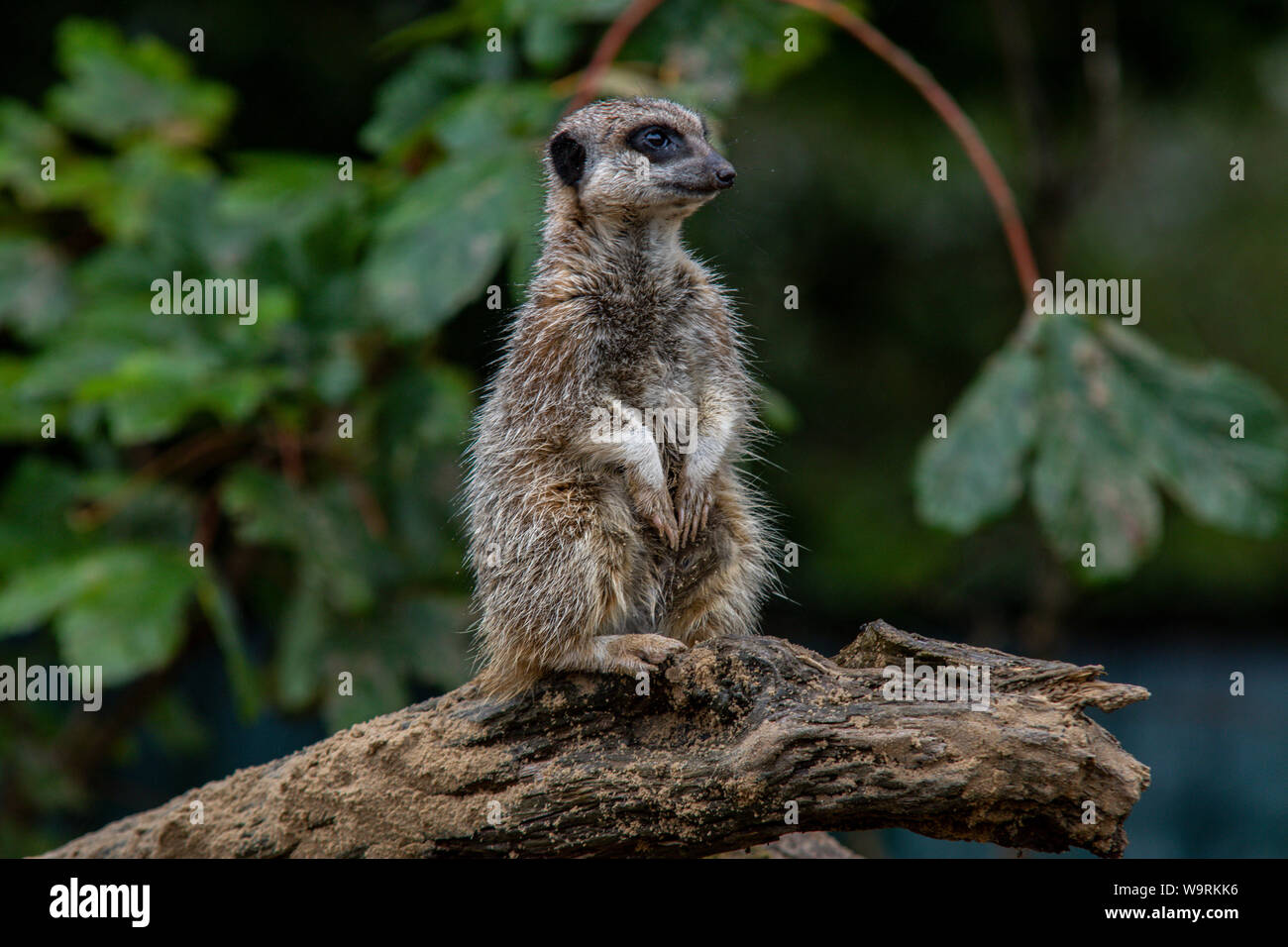 Tenby, Galles. Il 14 agosto 2019. Meerkat a Manor House Wildlife Park. Foto Stock