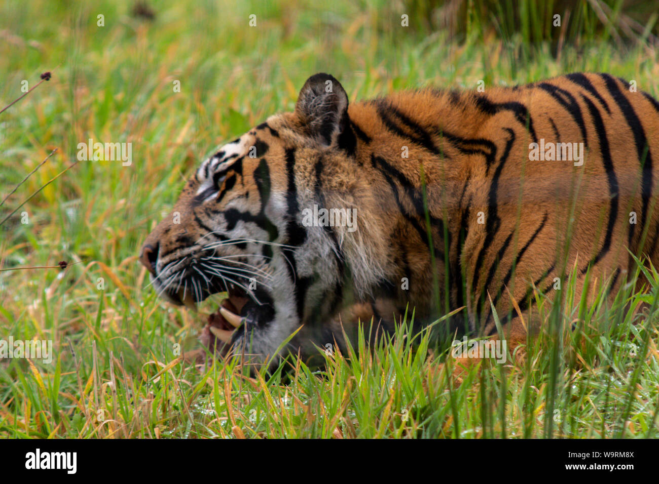 Tenby, Galles. 14 Agosto 2019.Jaya la tigre di Sumatra a Manor House Wildlife Park. Foto Stock