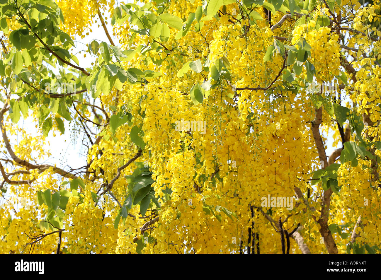 Golden Shower tree piena fioritura in estate. Fiori gialli sono pieno fiore. Foto Stock