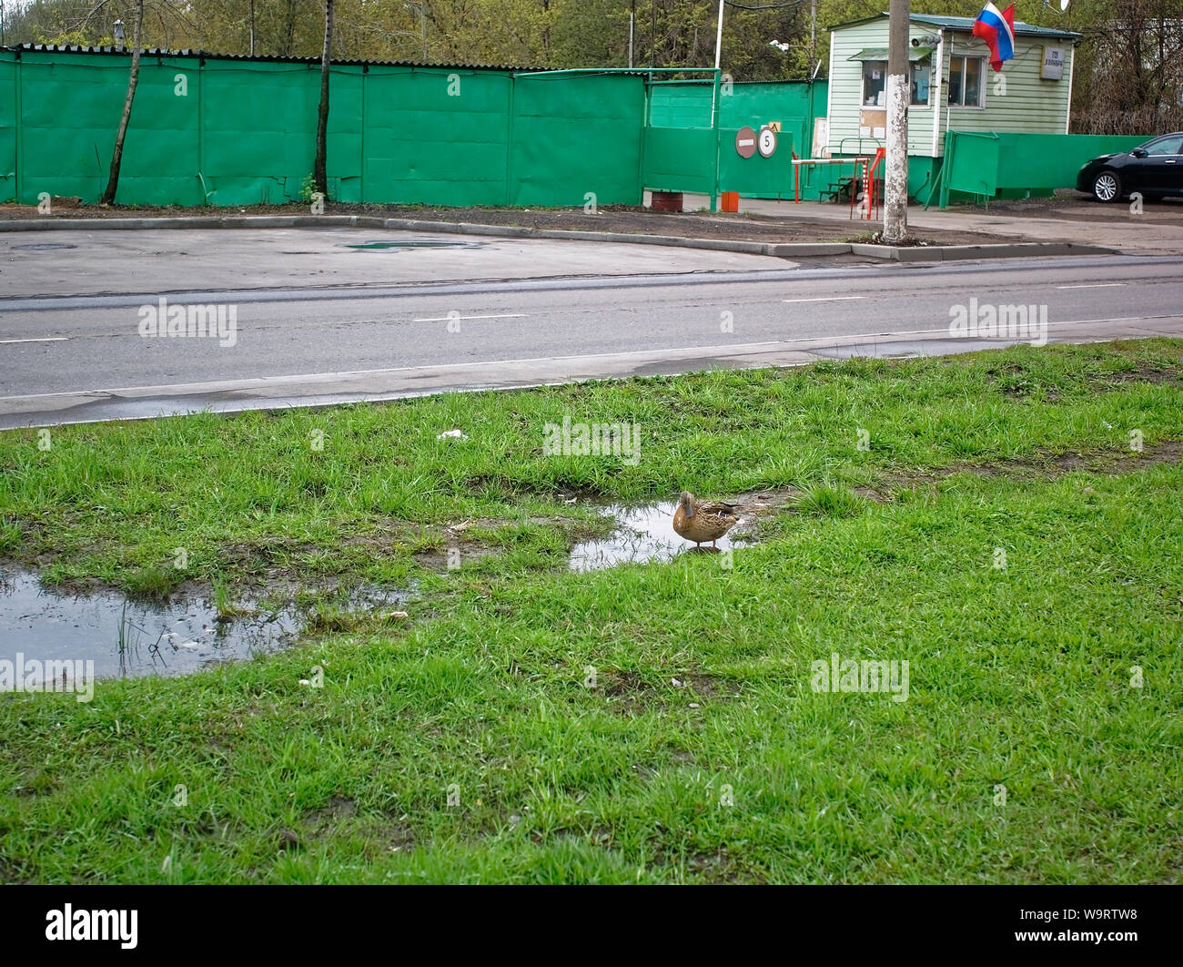 Anatre nel cantiere di una casa in primavera, Mosca Foto Stock
