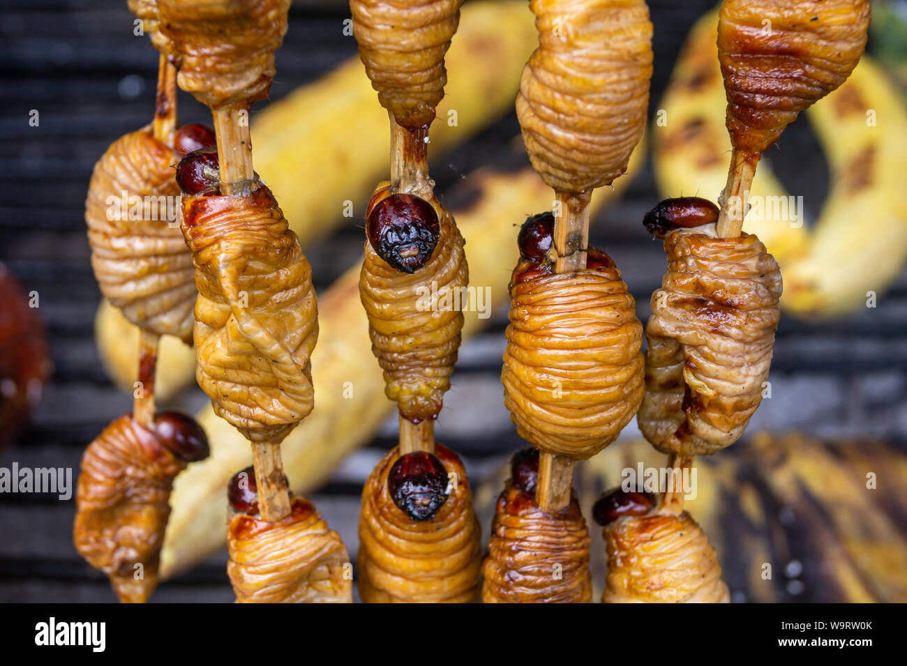 Fried suri worm su un bastone, la cucina peruviana. Grigliata di vermi dalla giungla peruviana. I tradizionali piatti tipici. Foto Stock