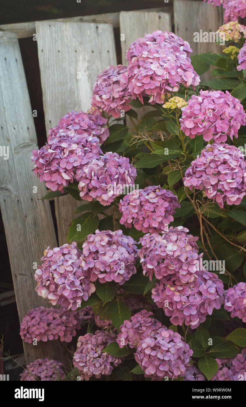 Rosa giapponese Mophead Hydrangea 紫陽花 con asse di legno sfondo Foto Stock