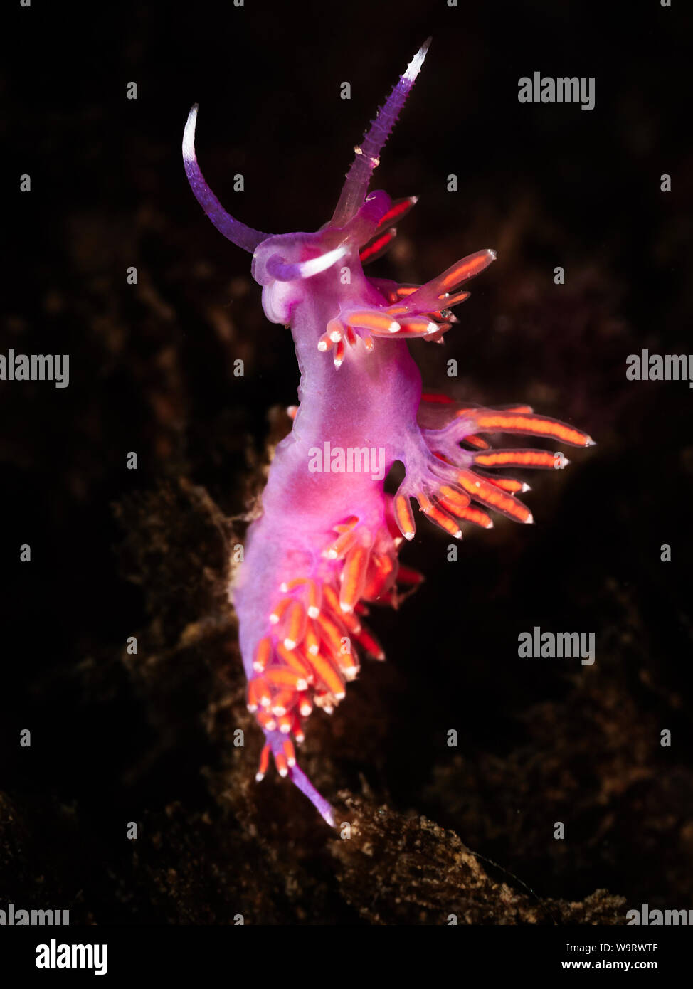 Viola Flabellina in Liguria, Italia Foto Stock