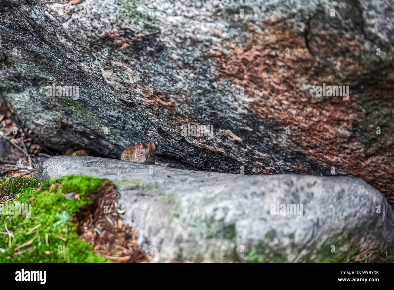 Animali artici lemming (lemmus) nascosti tra le rocce nella tundra di montagna nel nord della Scandinavia o la penisola di Kola. Foto Stock