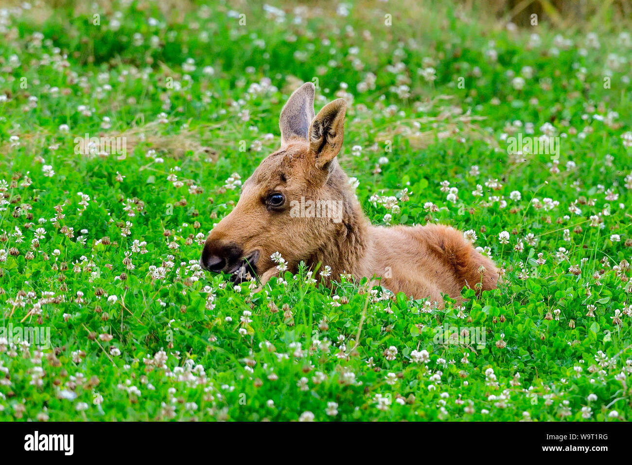 Moose polpaccio è così stanco che essa ha da fissare sulla sommità del cibo. Foto Stock