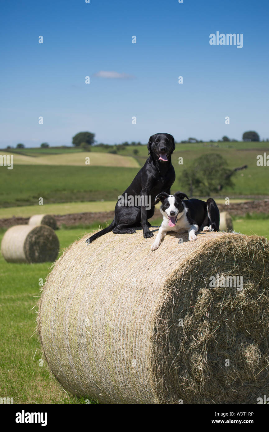 Cani su balle Foto Stock