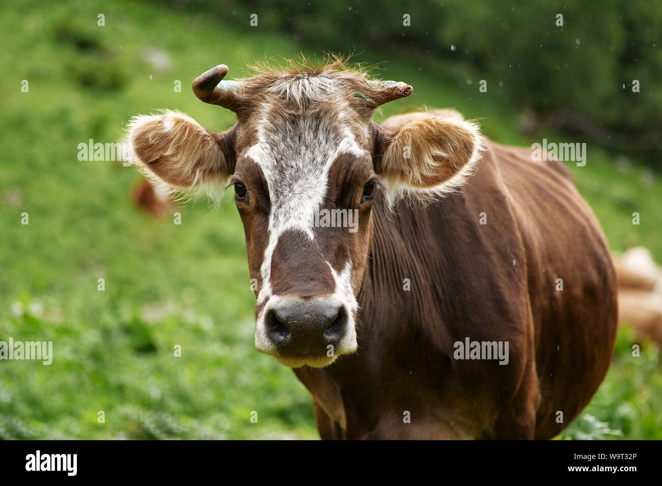 Marrone e bianco spotted cow close up portrat a sfondo verde. Mucca guarda in telecamera. Colorazione di vacca simile vitilgo afro. Vitiligine mucca Foto Stock