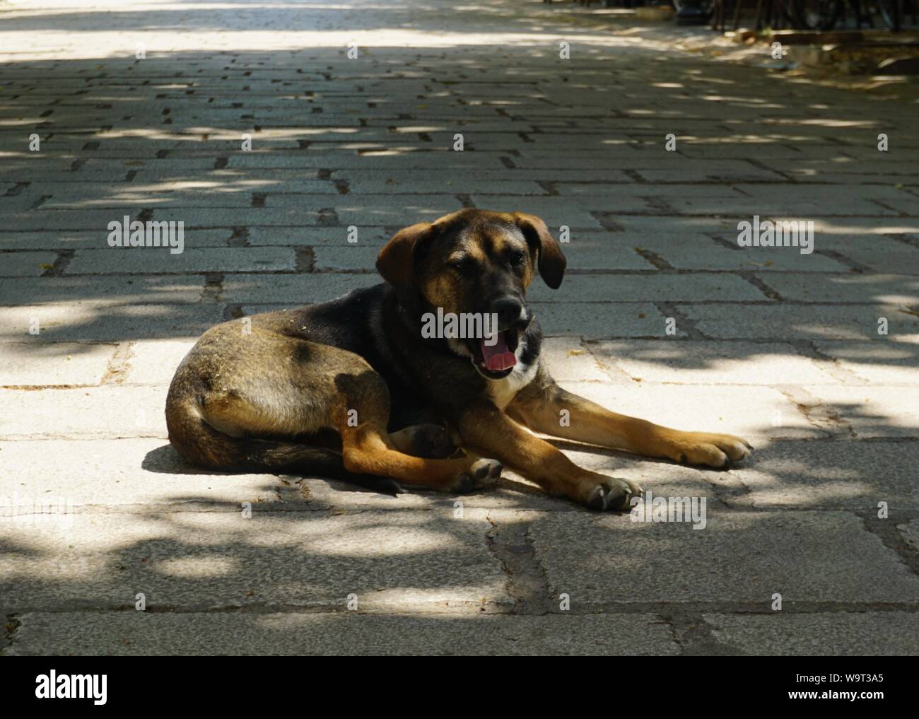 Cucciolo di svegliarvi da un pisolino di pomeriggio Foto Stock