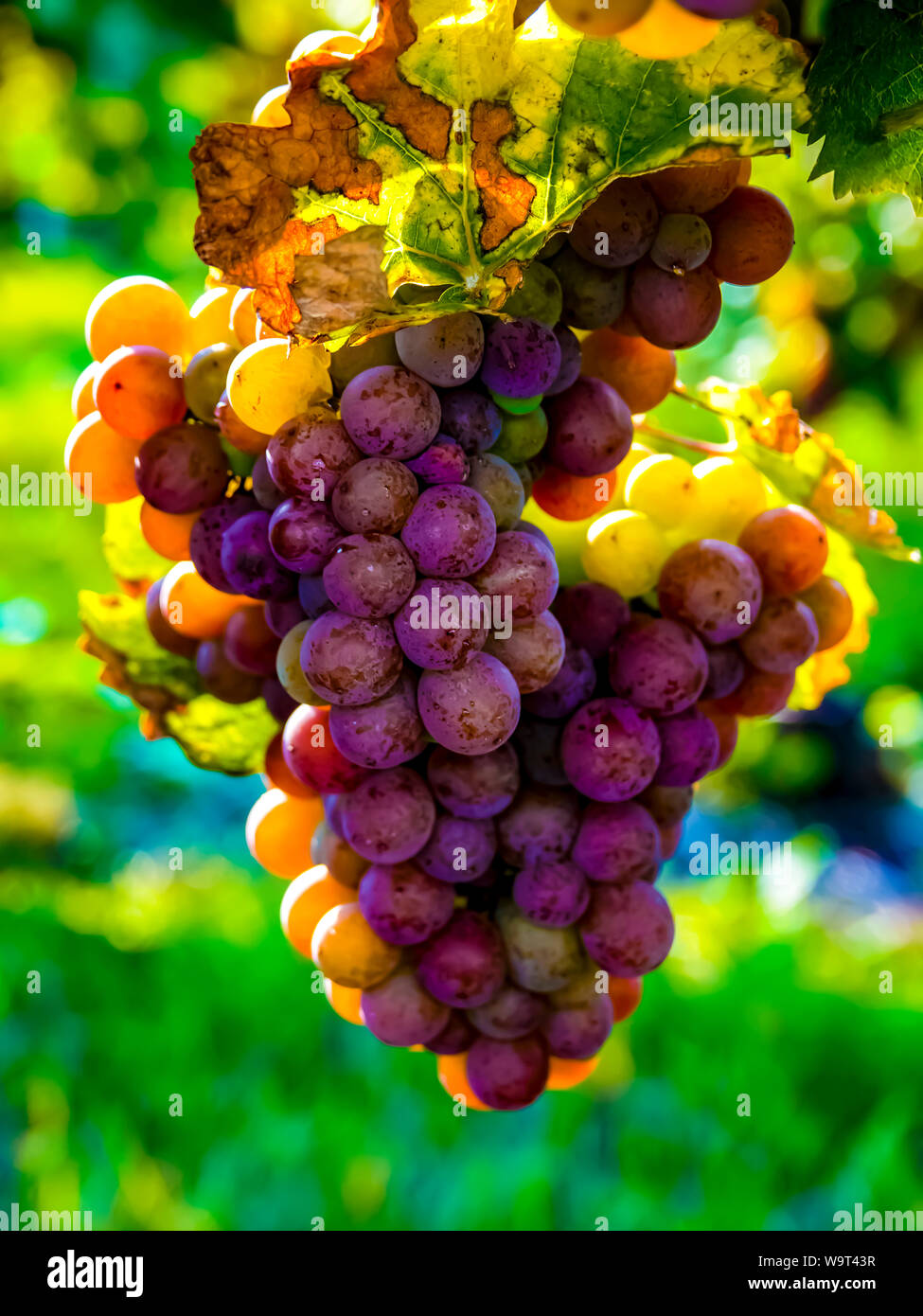 Un grande mucchio di Concord maturazione delle uve su un vitigno. Foto Stock