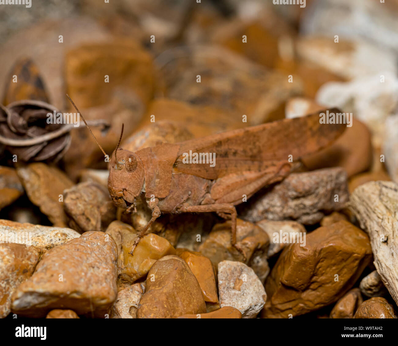 Bruno rossastro o color ruggine Carolina grasshopper mimetizzata nel suo ambiente circostante Foto Stock