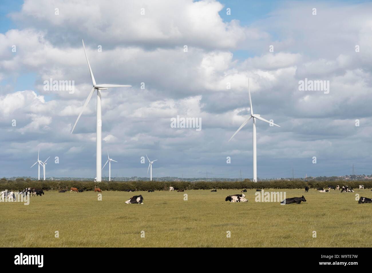 La turbina eolica è in un campo con le mucche Foto Stock