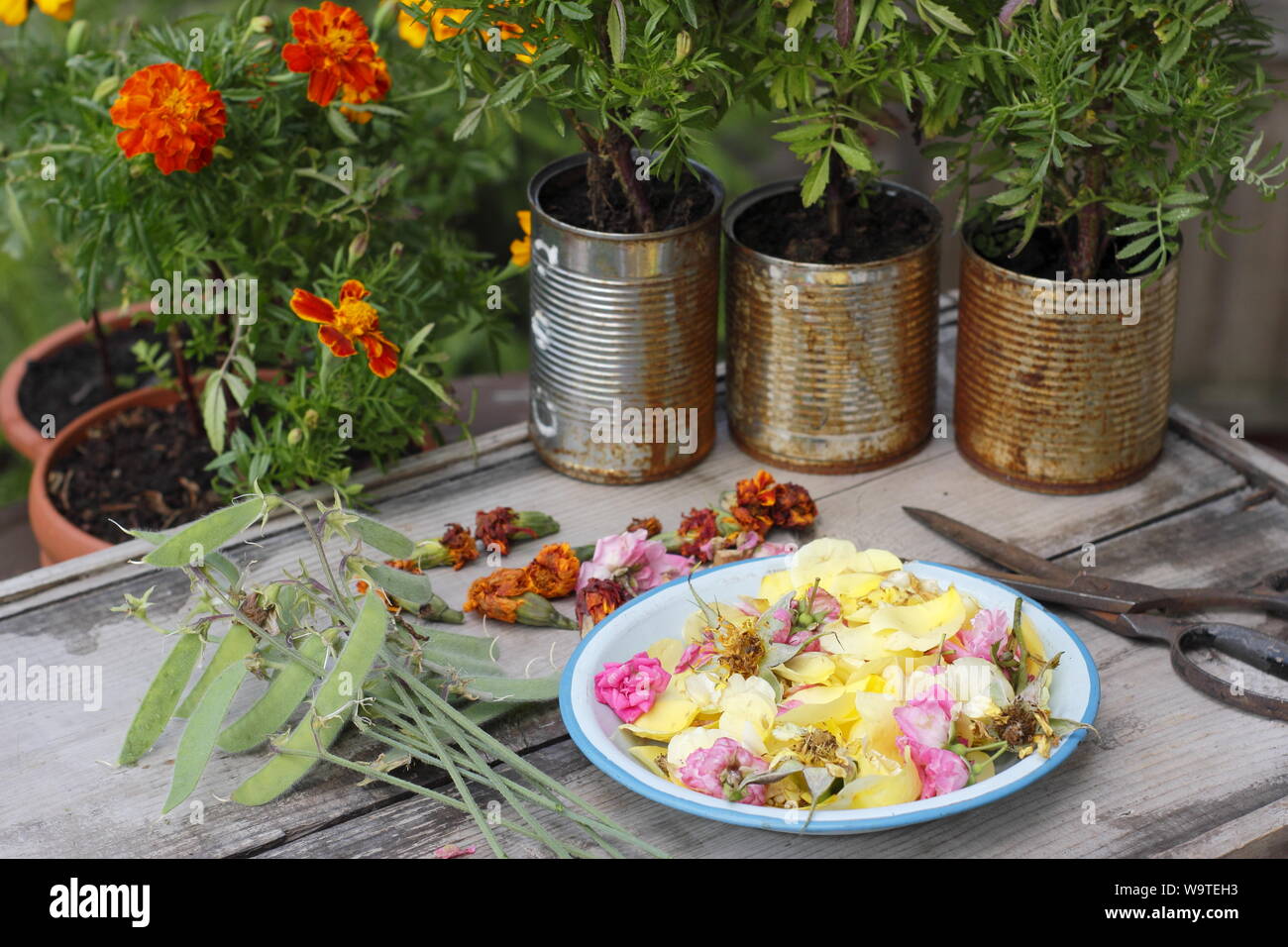 Fiore si arresta - rose, Le calendule e piselli dolci - Nel blu piastra esterna sul tavolo di legno in un giardino estivo. Regno Unito Foto Stock