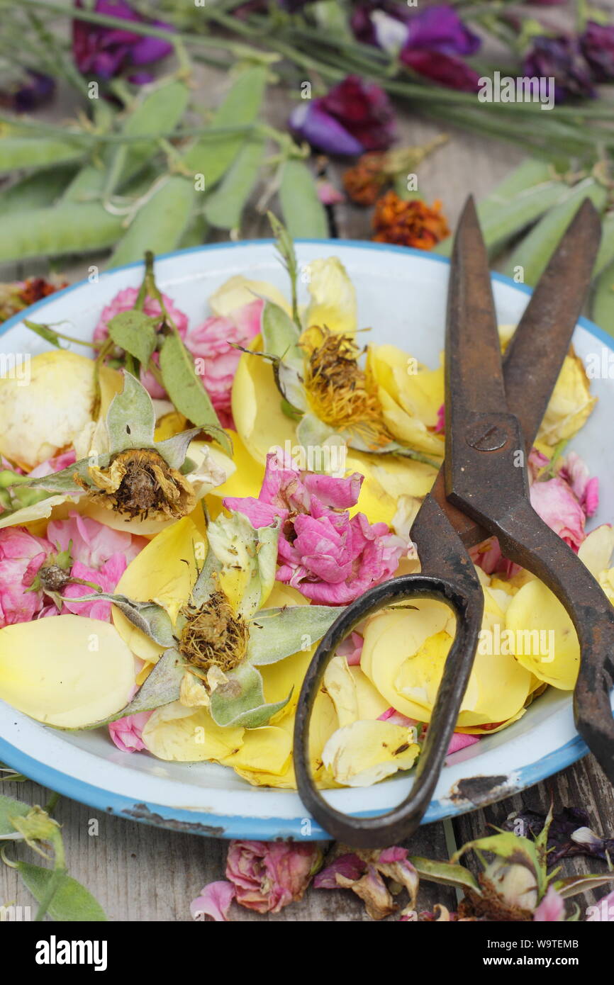 Fiore si arresta - rose, Le calendule e piselli dolci - Nel blu piastra esterna sul tavolo di legno in un giardino estivo. Regno Unito Foto Stock