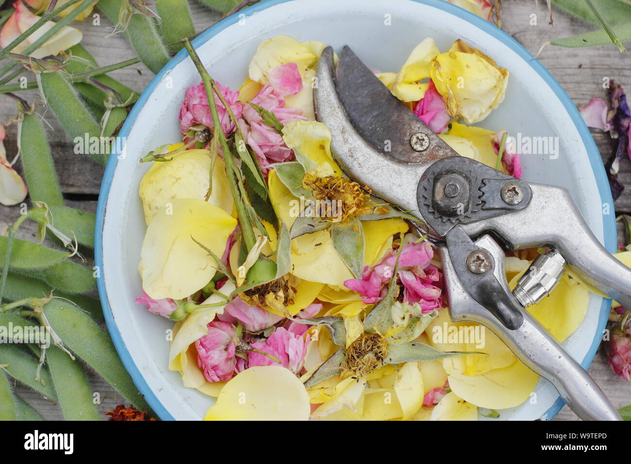 Fiore si arresta - rose, Le calendule e piselli dolci - raccolti in un vecchio colino in un giardino estivo. Regno Unito Foto Stock